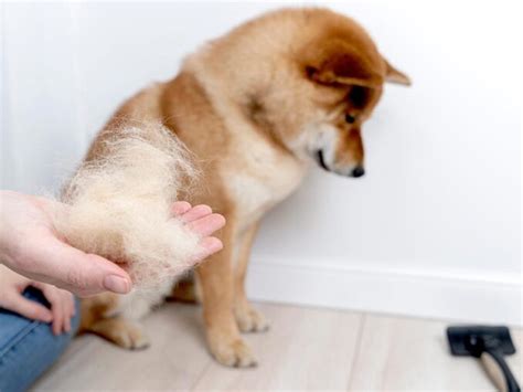 Dog Smegma Infections: When to Worry and What to。